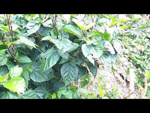 Mariposa 2 (ninfálidos)- Tipo (Mediana) -  Color principal (Azul) Familia (lepidópteros)