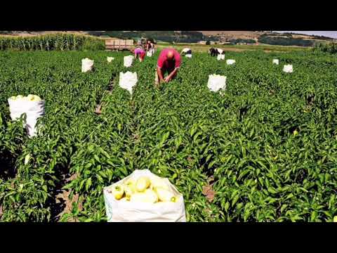 Mbanin punëtoret shqiptarë dhe afrikan per 10 orë ne punë / Paga më e ulet se minimalja..