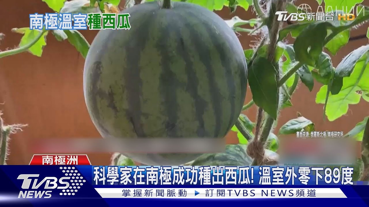 科學家在南極成功種出西瓜! 溫室外零下89度