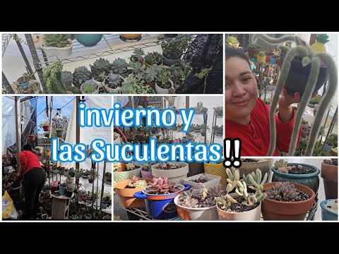 2025, Que paso con mis Suculentas ?( estarán Congeladas)