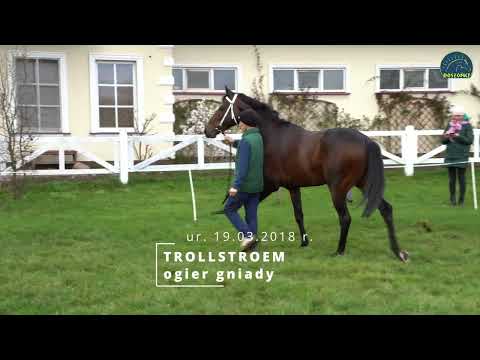 Trollstroem (FR) - Elvstroem (AUS) / Madonje (GER) PRZEGLĄD 2023 Stajnia Rosłońce