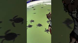 Cute Ninja Turtles on Phuket Island | Thailand