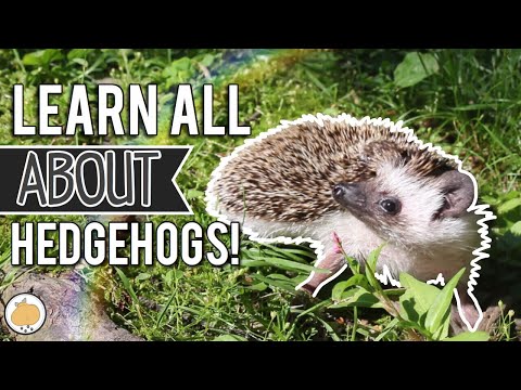 Hedgehog Exploring for 8 Minutes! 🦔 | Pet Hedgehogs
