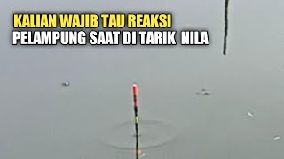 Download lagu Reaksi pelampung saat di tarik Nila. mp3