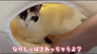数ヶ月前まで野良の猫のしっぽやおなかをずっと触り続けてみた結果  (保護猫モネ推定三歳)