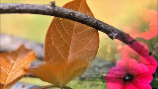 Anne Murray and Emmylou Harris - &quot;Streets of this Town&quot;