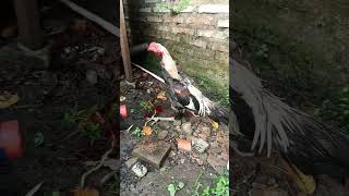 Download lagu potong ayam jago kesayangan untuk lebaran #shots #harirayaidulfitri2024 mp3 Download lagu potong ayam jago kesayangan untuk lebaran #shots #harirayaidulfitri2024 mp3