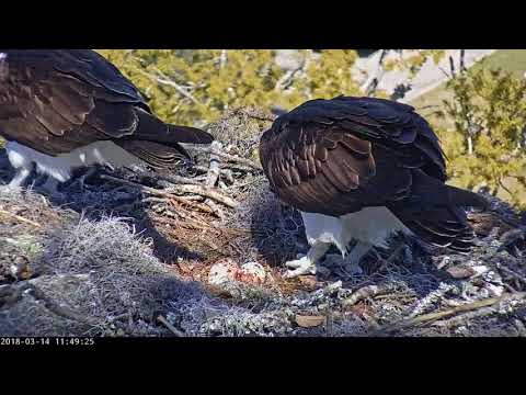 Third Egg Unveiled In Savannah During Incubation Switch!!! – Mar 14, 2018
