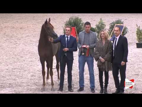 2nd PLACE-N.59 SHAGRAN ATHBAH - DEAUVILLE 2015 - Yearling Colts Championship (Class 20)