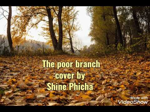 The poor branch : cover by Shine Phicha