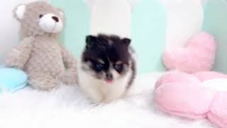 ハーフ犬の動画01
