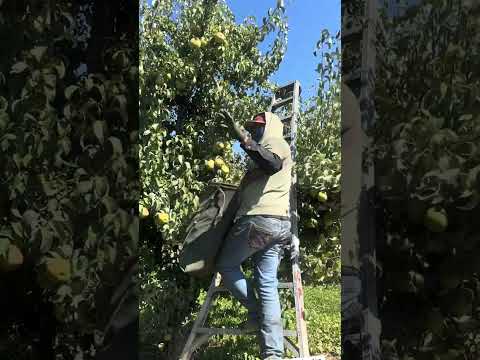 Así se cosecha la pera en pardel Oregon 