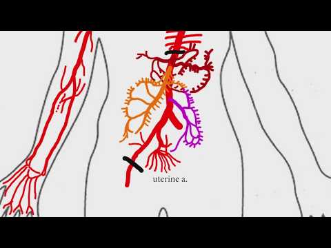 Abdominal Aortic Branches | Medical Snippet