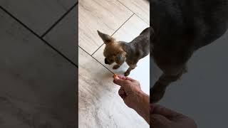 Video preview image #1 Mutt Puppy For Sale in Benton, LA, USA