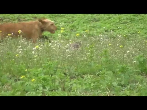 Falknerei Habicht Beizjagd/Goshowk