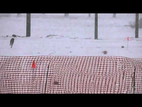 NordCup Sněžník 2012 - Medea (wh) vs. Haviya (red)