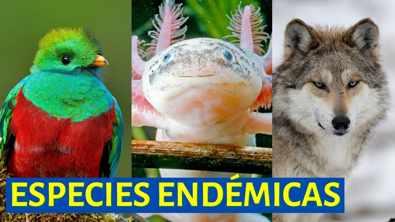 🐺Qué son las ESPECIES ENDÉMICAS y sus características- EJEMPLOS DE ANIMALES DE TODO EL MUNDO🐿️🐰