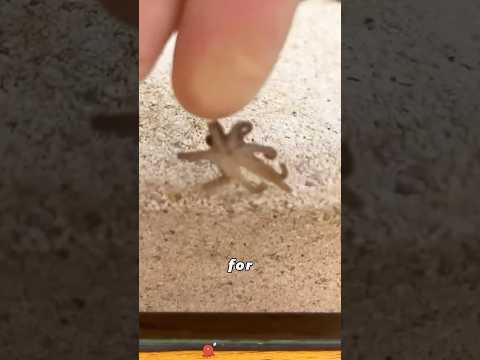 The story of the octopus repaying kindness#animals #Foryou #love#cute