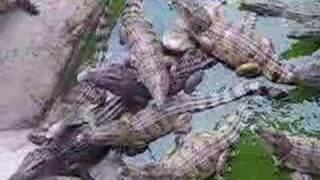 preview picture of video 'Crocodiles at Zoobic Safari'