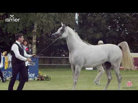 N 165 AJ ELAF   Strohen 2020 International Show   3 Years Old Colts Class H