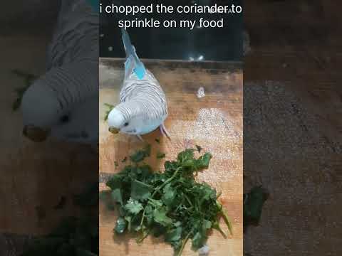 This bird Loves Cilantro #hashtag #viral #birdlovers #birds #petlover #pets #videosh #animallover