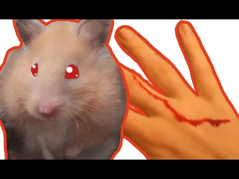 Killerhamster zerfleischt mich! Twinkie beißt erneut!