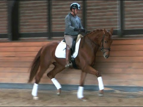 Emilia (Escolar-Rff the Alchemist xx-Damon Hill) 3-jährig