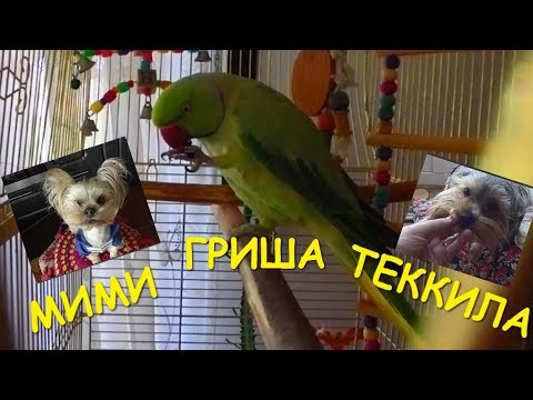 Попугай Гриша и йорки 2 часть/Parrot Grisha and yorki 2 part