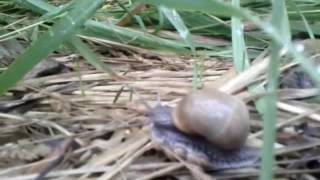 Judas Priest - Running Wild