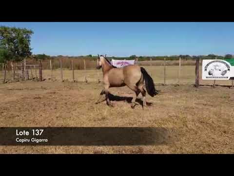 Lote Capiru Cigarra 10/2014