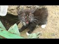 Little Kitten Is Afraid Of Me