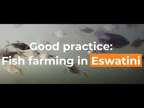 Good practice: Fish farming in Eswatini