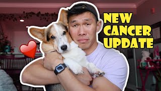 Update on My Corgi's New Cancer || Life After College: Ep. 751