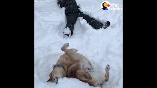 Dog making snow angels
