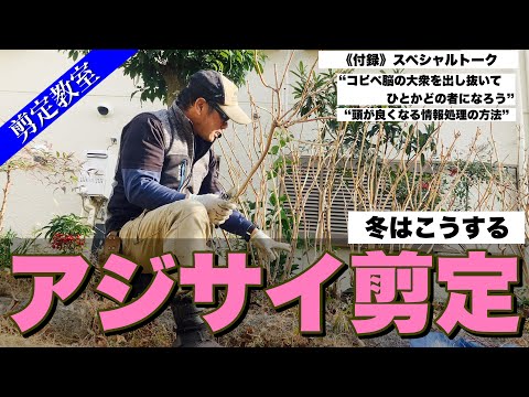  2月のアジサイの剪定：豪華な花を咲かせるには？  庭園