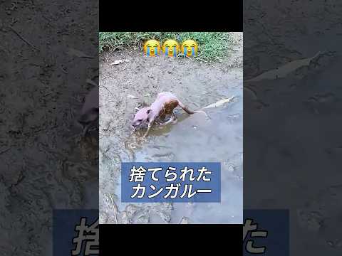 母親に見捨てられたカンガルーの赤ちゃんを救助する #animals #動物