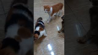 Download lagu kucingku telu kabeh lemu lemu 😍😅 #shorts #kucinglucu #cutecats #funnycats mp3 Download lagu kucingku telu kabeh lemu lemu 😍😅 #shorts #kucinglucu #cutecats #funnycats mp3