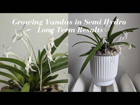 Growing Vanda Orchids in Semi-Hydro | Long Term Results (2 Years) in Semi-Hydroponic Grow System