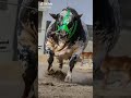 Beautiful Cow Tik Tok 2020 Mashallah Se 1M View Asi Tara Amare Channel Ko Subscribe Kare