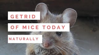 How to Get Rid of Mice Naturally | Applying Peppermint Oil