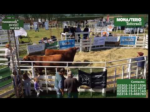 Cabaña Güe Glen Sur - Monasterio-Tattersall S.A.