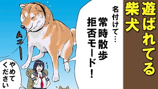 ご主人の思いつきで遊ばれる柴犬【アニメ】【漫画】