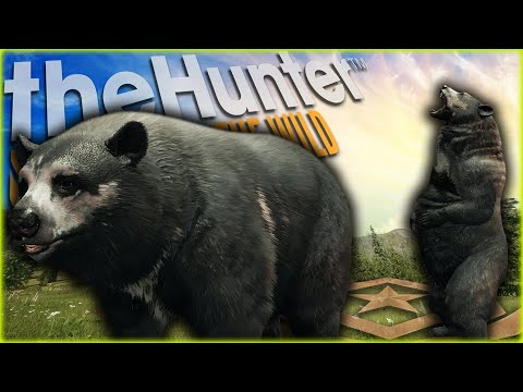 We Hunted 2 Great One Black Bear In 3 Days! Call of the wild