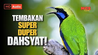 Download lagu MASTERAN CUCAK CUNGKOK GACOR - Full Tembakan Super Duper Dahsyat 🔥 mp3 Download lagu MASTERAN CUCAK CUNGKOK GACOR - Full Tembakan Super Duper Dahsyat 🔥 mp3