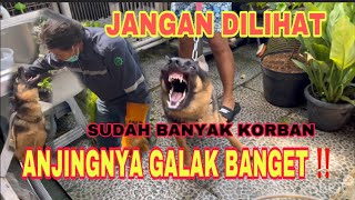 Download lagu KING FLOKI DEFEATED THE GORGEOUS HERD DOG ‼️ MENTAL P3T4RUNG mp3 Download lagu KING FLOKI DEFEATED THE GORGEOUS HERD DOG ‼️ MENTAL P3T4RUNG mp3