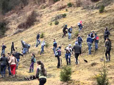Reîmpădurire Tîrlișua 28 03 2015