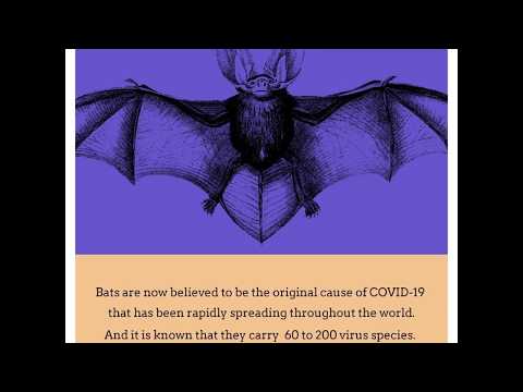 How Don’t Bats Get Sick With So Many Viruses? | VTV World