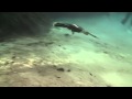 Anhinga And Cormorant Swimming Underwater