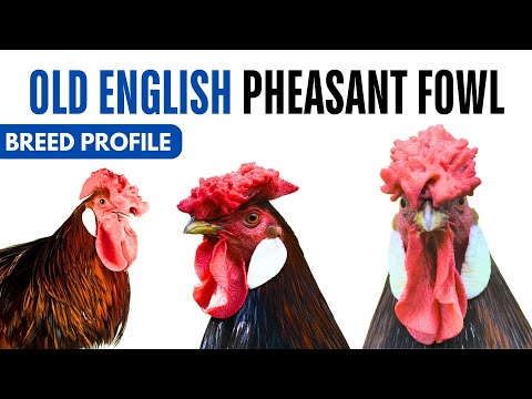 Old English Pheasant Fowl Chicken Breed Profile History Health Issues - Old English Pheasant Fowl