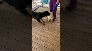 Video preview image #1 Rottweiler Puppy For Sale in Hillsboro, NH, USA